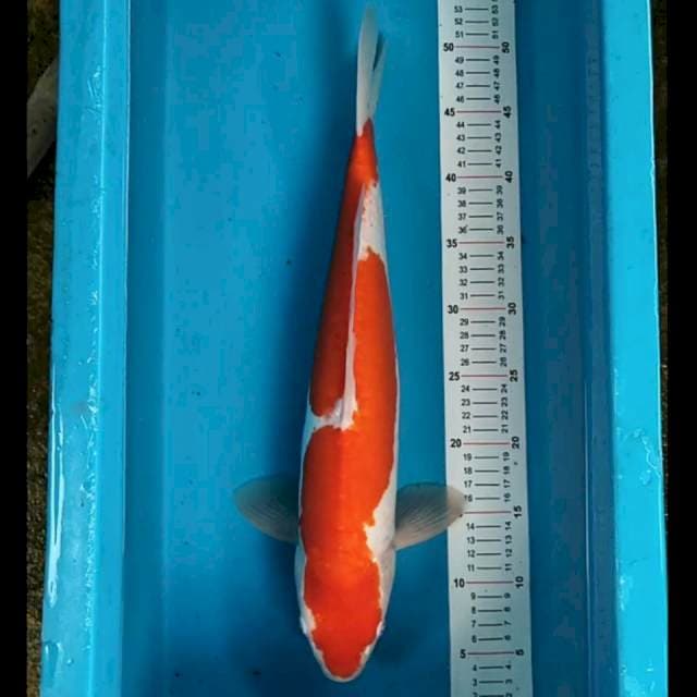 Kohaku Doitsu 46cm