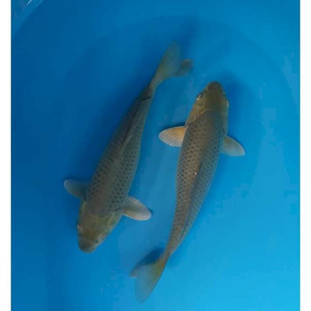 soragoi F1 marudo 30 cm