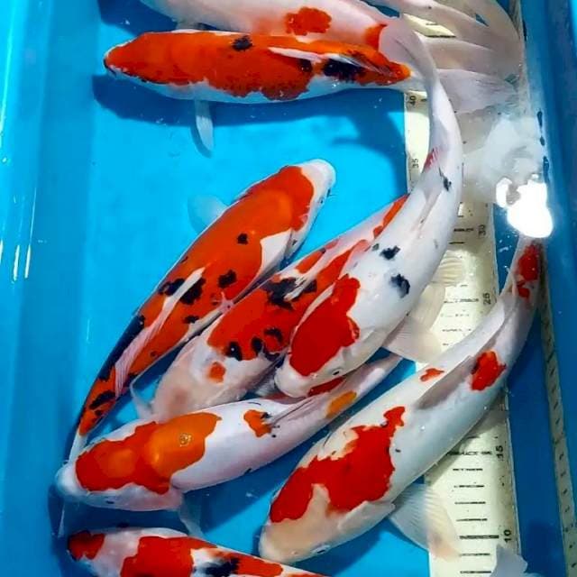 SANKE 27-33 CM 10 EKOR