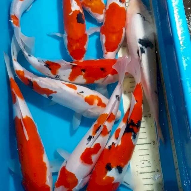 KOHAKU SANKE 27-30 CM 10 EKOR