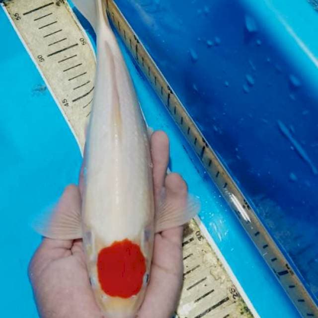 Tancho kohaku