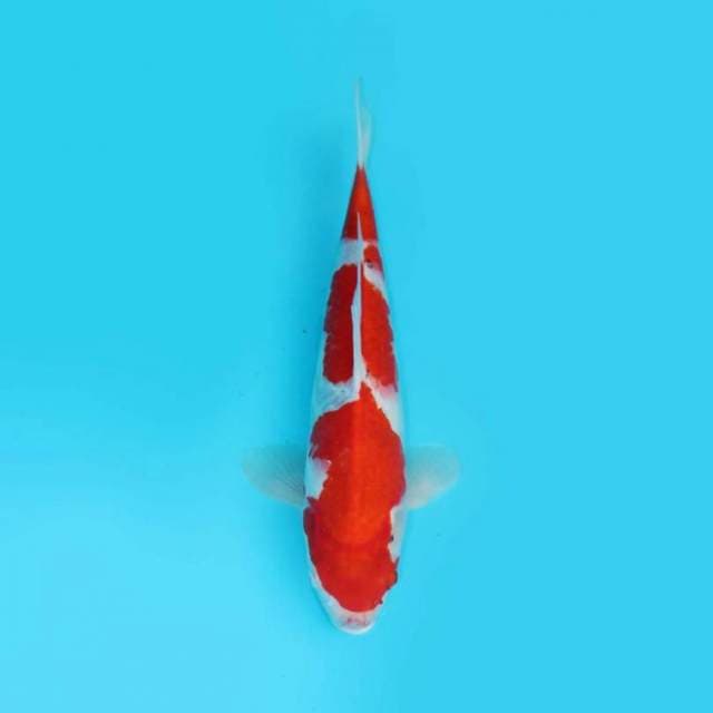 36CM - KOHAKU