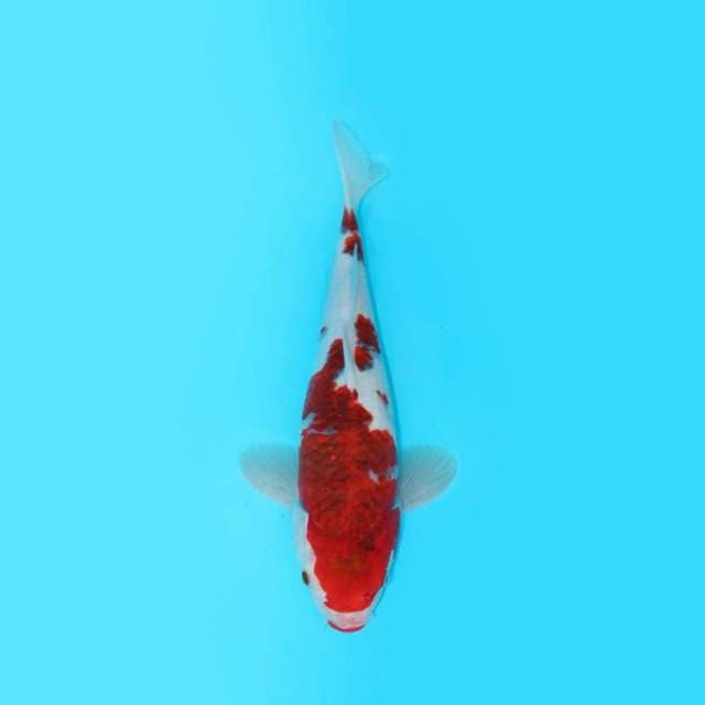 28CM - GOROMO