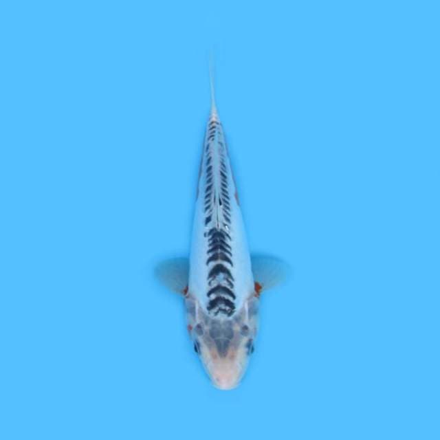 27CM - SHUSUI