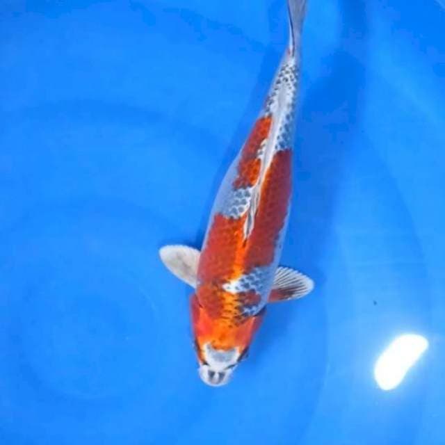 Kujaku Inazuma 40Cm