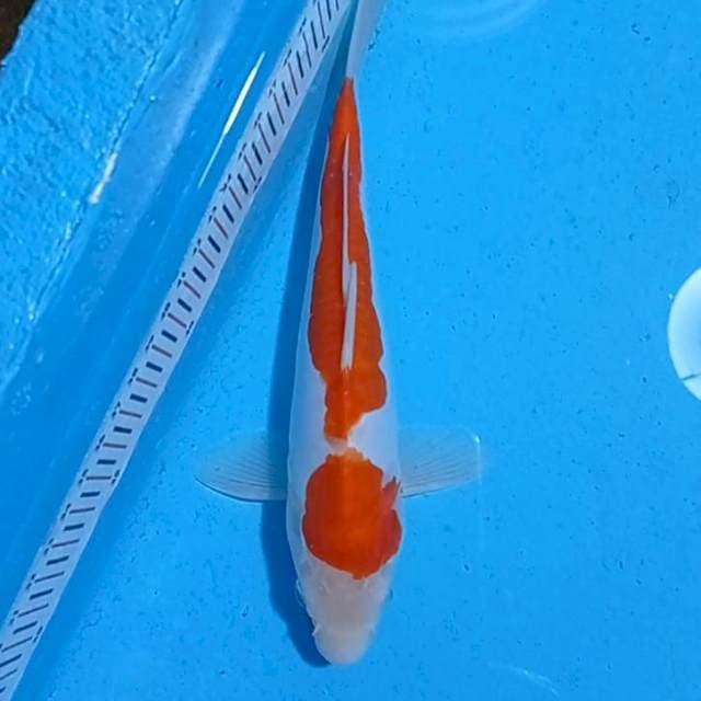 Bosu Kohaku Doits