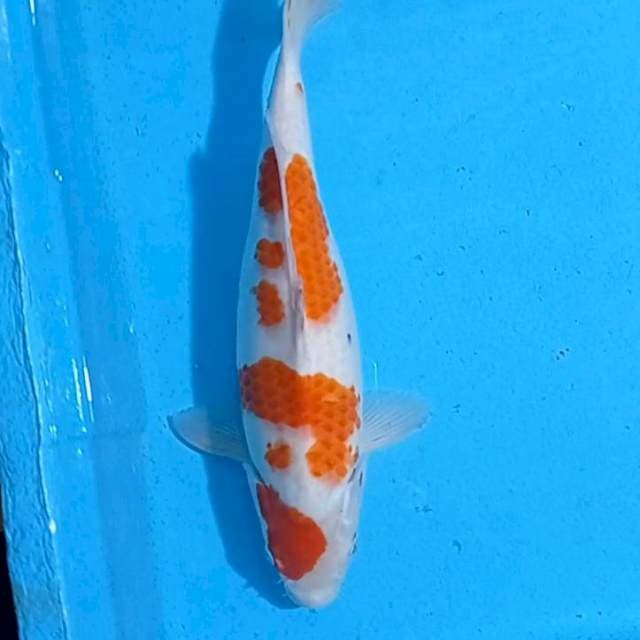 Kohaku kaca mata sparow