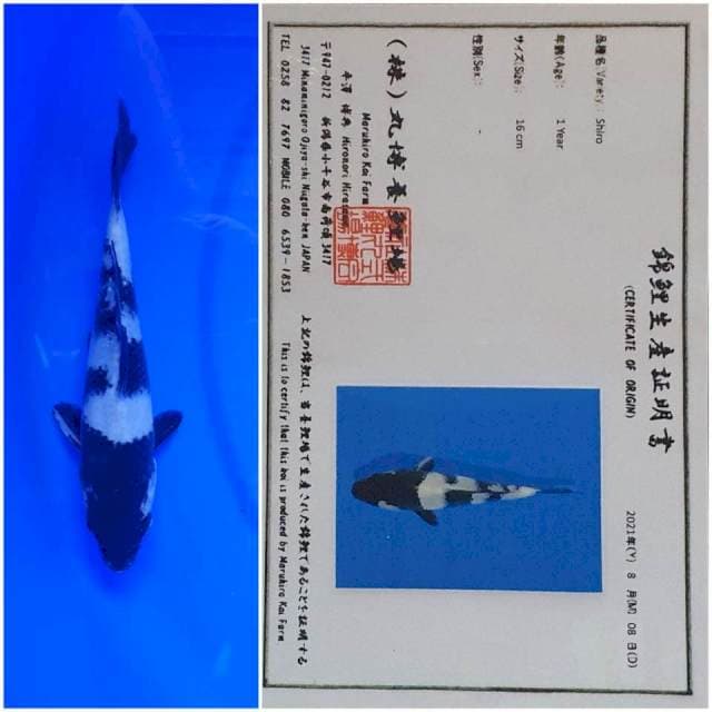 Shiro import Maruhiro