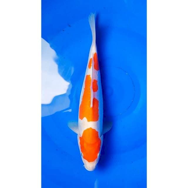 3Step Kohaku Doitsu Murni 28cm (F)