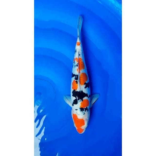 Tsubosumi Sanke Doitsu Original 34cm (F)