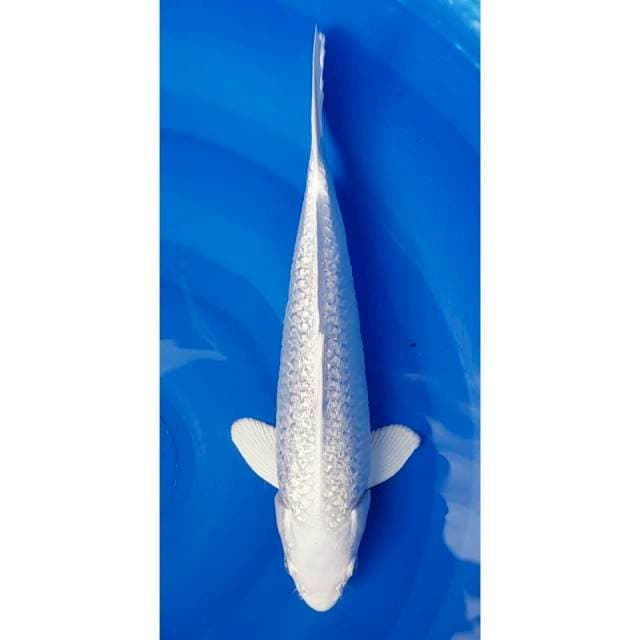 Platinum Ginrin Super White 33cm (M)