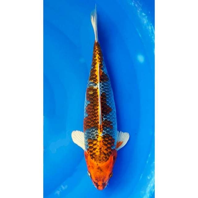 3Step Beni Gingga Original 35cm (F)