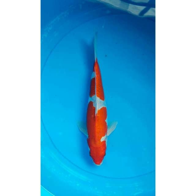 2Step Strong Kohaku Doitsu 27cm (M)