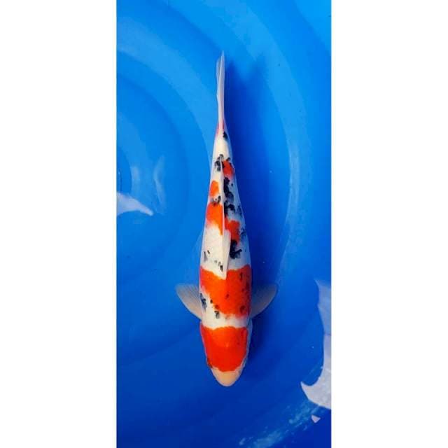 3Step Sanke Strong Original 33cm (M)