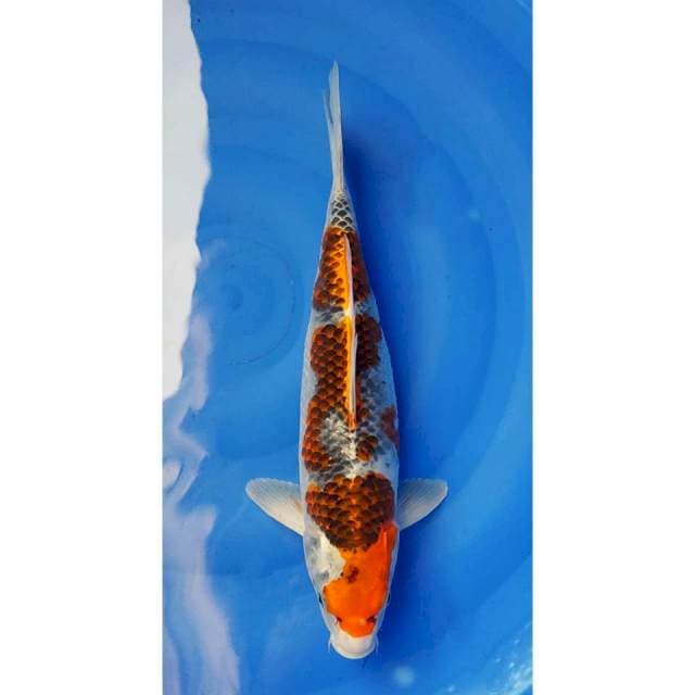 Jumbo Beni Gingga Original 3Step 42cm (F)