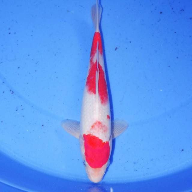 KOHAKU
