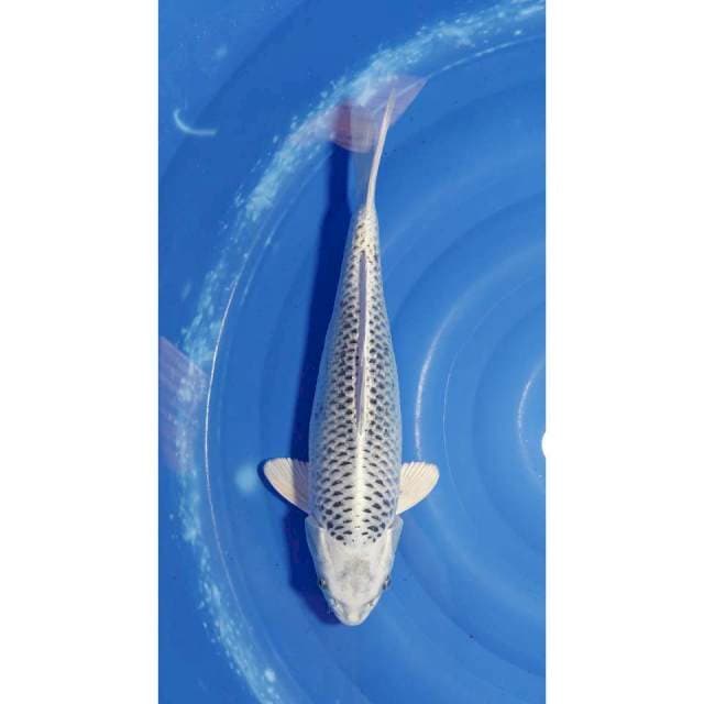 Gin Matsuba Ogon Calon Jumbo 39cm (F)