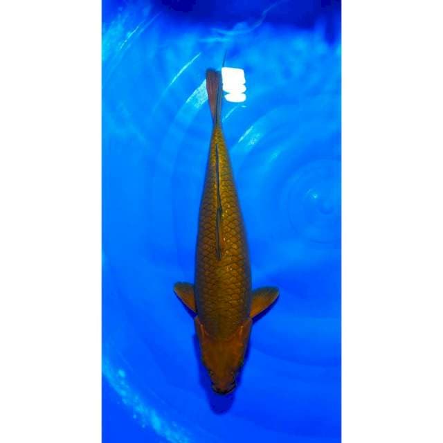 Super Chagoi Tembaga Calon Jumbo 40cm (F)