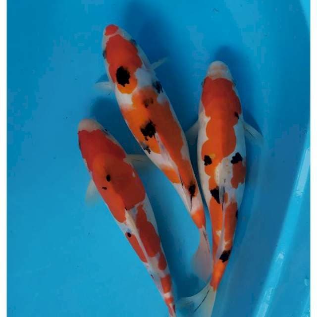 trio sanke doit vs sisik 30-32 cm