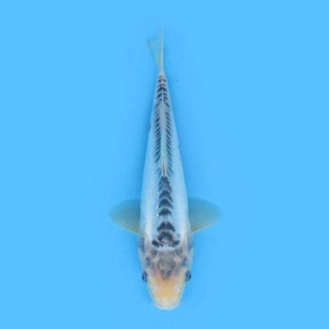 28CM - SHUSUI
