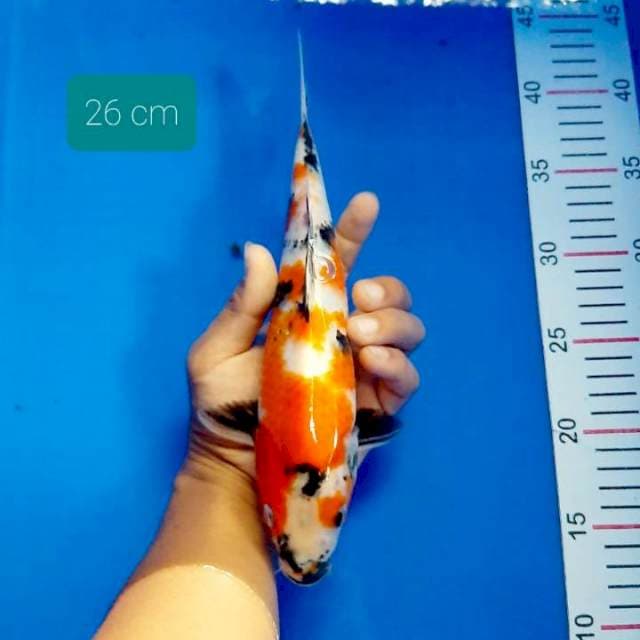 Tateghoi showa 26 cm