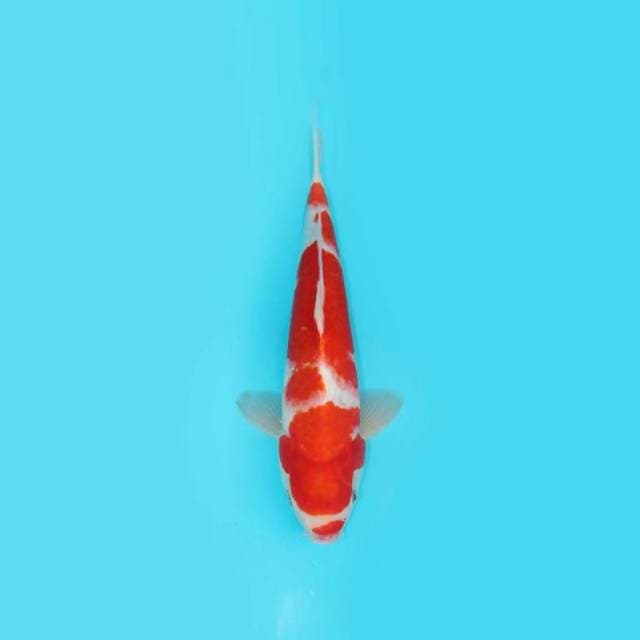 34CM - KOHAKU