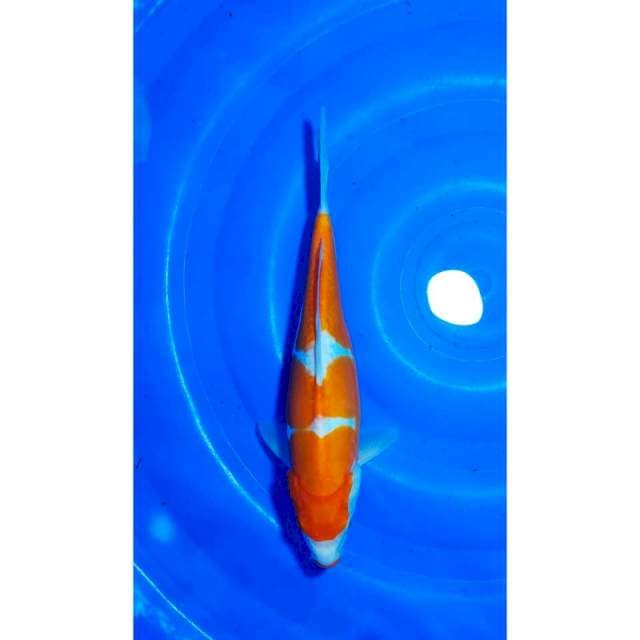 Kuchibeni Doitsu Kohaku Original 32cm (F)