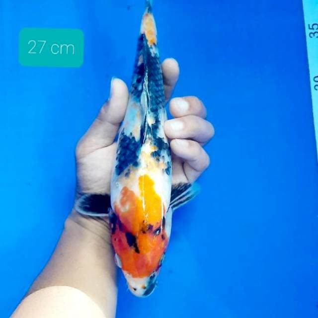 Showa 27 cm