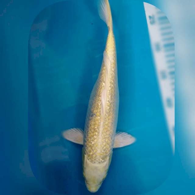 Ogon gindrin 35cm