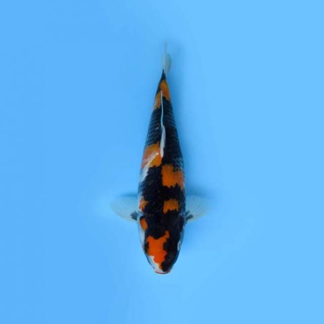 34CM - HISHOWA