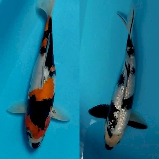 shiro & showa 35 cm