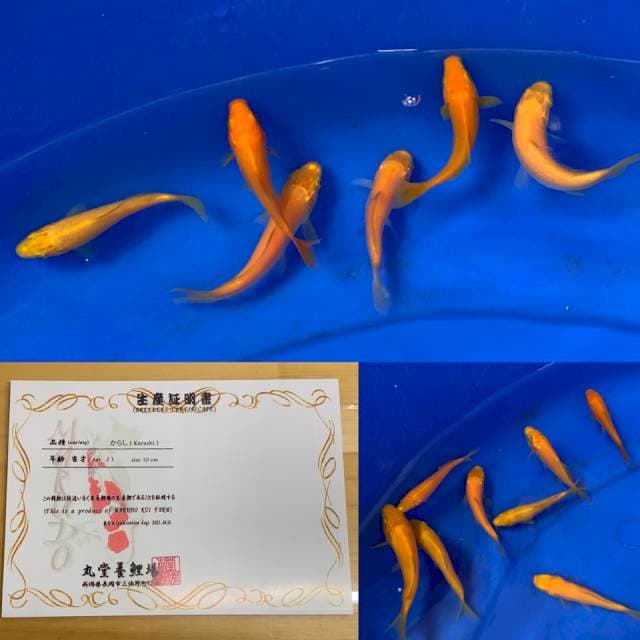 1 MANGO KARASHI IMPORT MARUDO