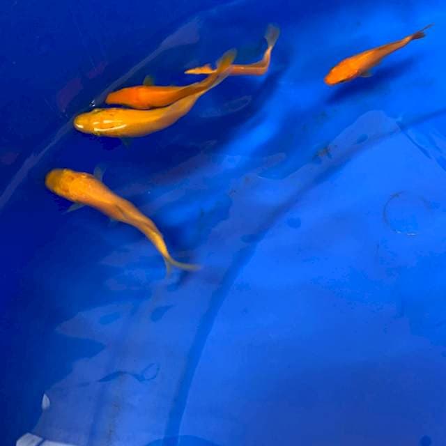 1 MANGO KARASHI IMPORT MARUDO