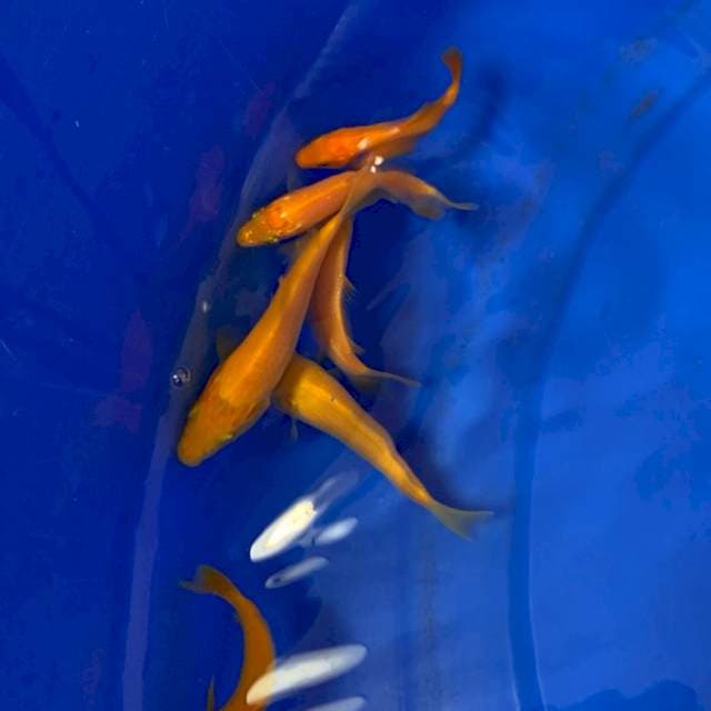 1 MANGO KARASHI IMPORT MARUDO