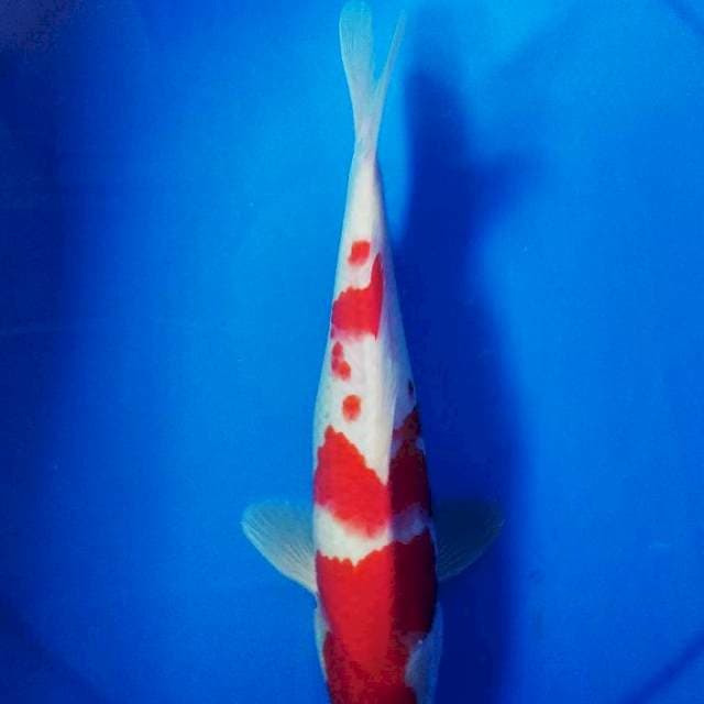 Kohaku 26cm