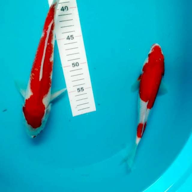 Kohaku 26-29cm