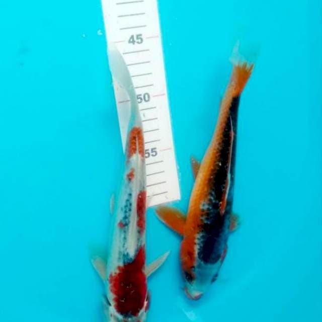 Mix 25-28cm