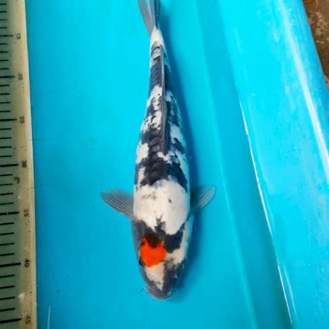 Tancho showa doitsu 35cm F