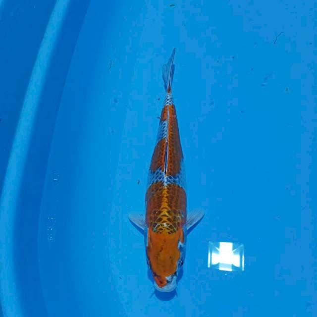 Kujaku 30 cm 2 step