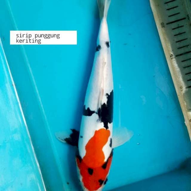 Showa doitsu 31cm M