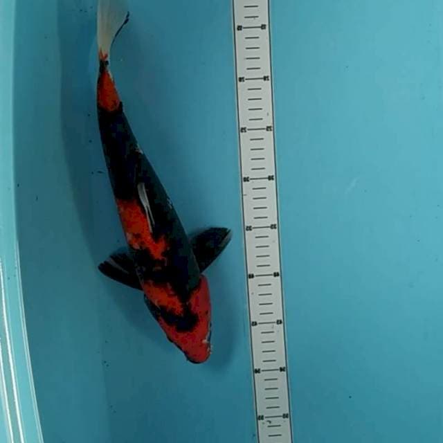 Showa 38cm
