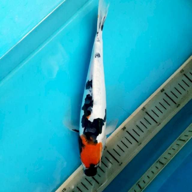 Tancho showa doit 30cm M