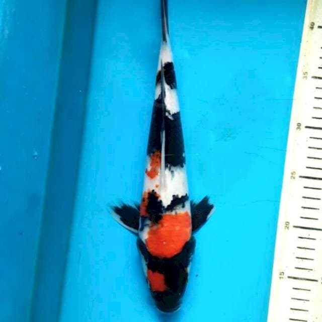 Showa 32cm M