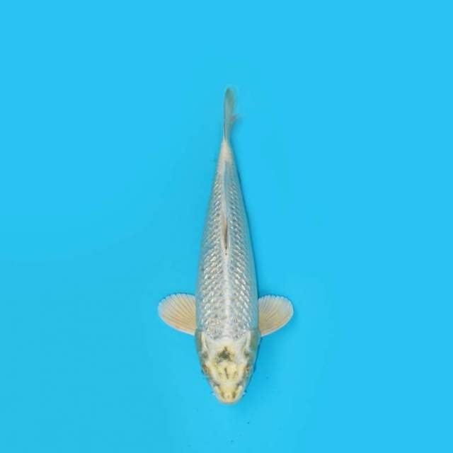 33CM - KAWARI GINRIN