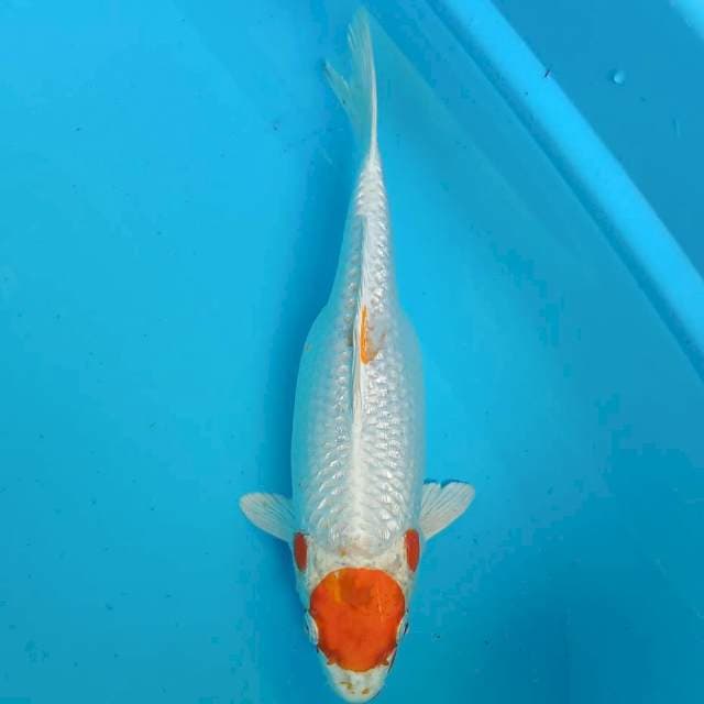 Tancho kujaku 31 cm