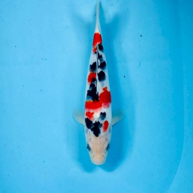 Sanke, male 25 cm