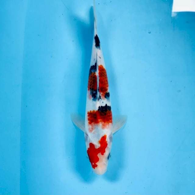 Koromo Sanke, male 25 cm