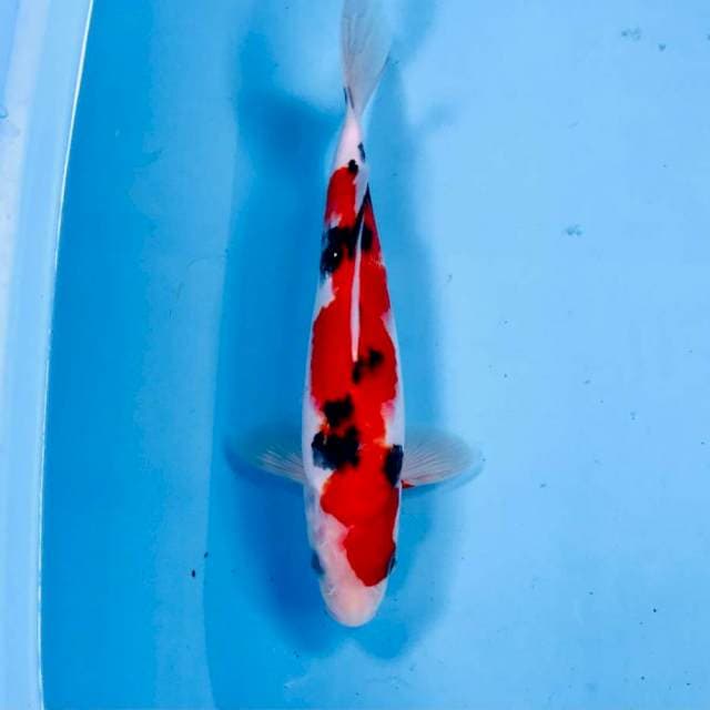 Sanke, male 25 cm
