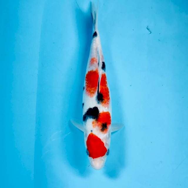 Sanke, 25 cm