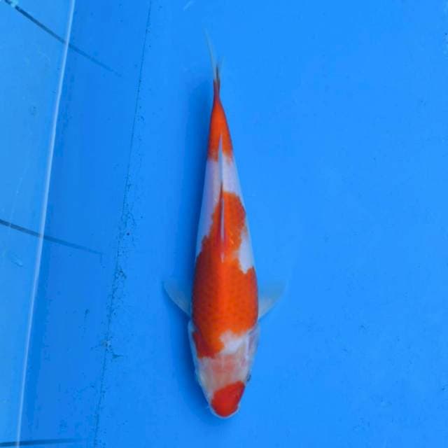 Kohaku Ori F1
